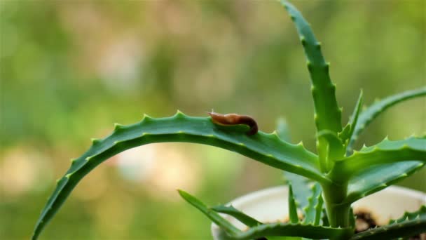 Weinig explorer Slug verkenningen op een blad van de Aloë — Stockvideo