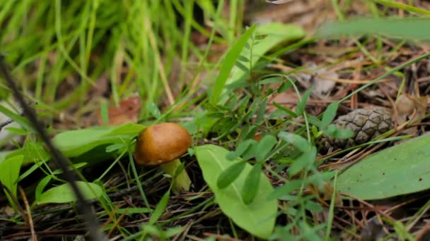 Mengambil jamur di hutan, tangan wanita dari jamur, panen, close-up — Stok Video