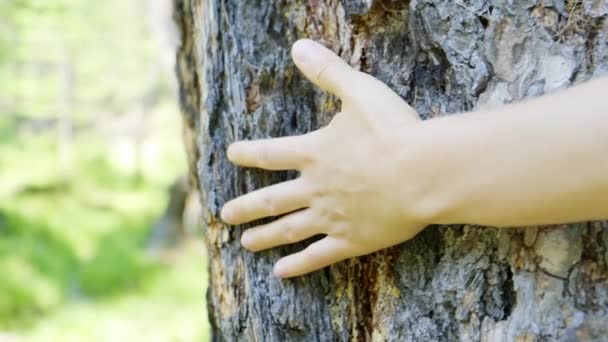 Hand streichelt einen Baum aus nächster Nähe. Liebe zur Natur. Pflege des Waldes. Die Rettung des Planeten — Stockvideo