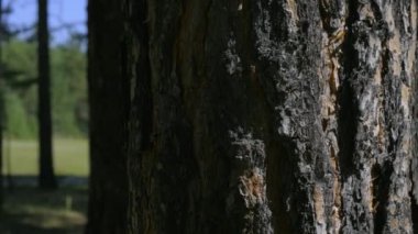 Ağaca yaslanan kız, düşünceli görünüyor.