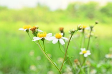 Bir parkta vahşi papatyalar