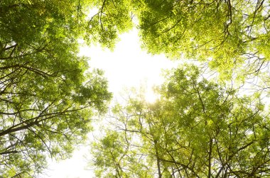 Sun ray ağaç yaprakları nüfuz eder.