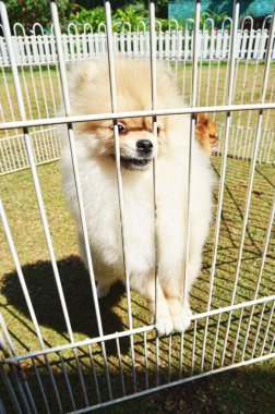Sevimli beyaz Pomeranian köpek içinde belgili tanımlık kafes