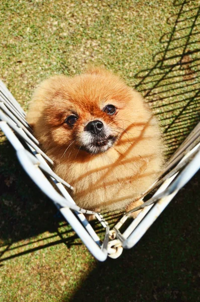 Милый коричневый померанский щенок в клетке — стоковое фото