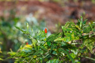 Biber biber. renkli biber biber ağacı üzerinde karışık.