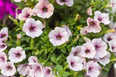 Arka plan için desen çiçek duvar dokusu