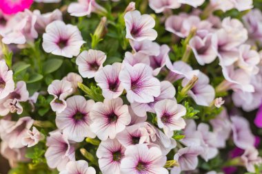 Arka plan için desen çiçek duvar dokusu