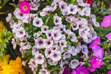 Arka plan için desen çiçek duvar dokusu