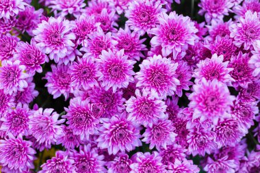 Arka plan için desen çiçek duvar dokusu