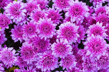 Arka plan için desen çiçek duvar dokusu