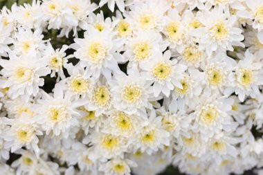 Arka plan için desen çiçek duvar dokusu