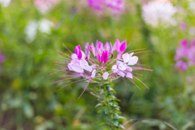 Arka plan için desen çiçek duvar dokusu