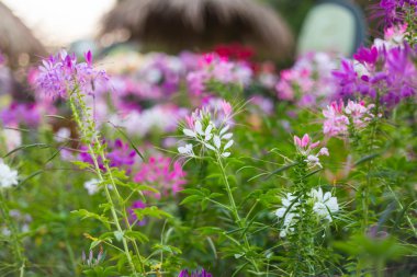 Arka plan için desen çiçek duvar dokusu
