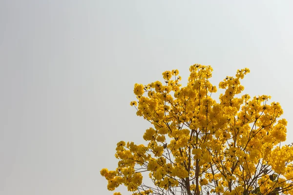 Fleurs jaunes fleurissent au printemps — Photo