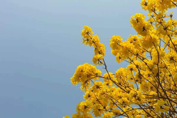 Žluté květy kvetou na jaře — Stock fotografie