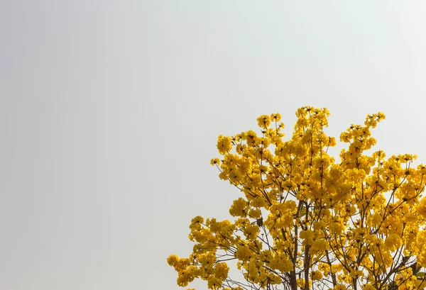 Gula blommor blommar pÃ ¥vÃ ¥ren — Stockfoto