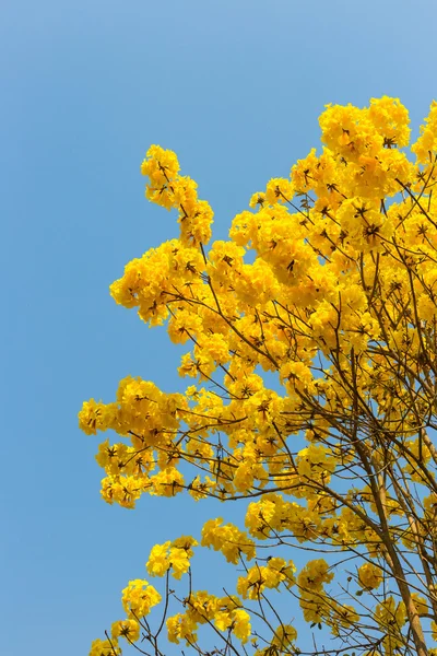 Gula blommor blommar pÃ ¥vÃ ¥ren — Stockfoto