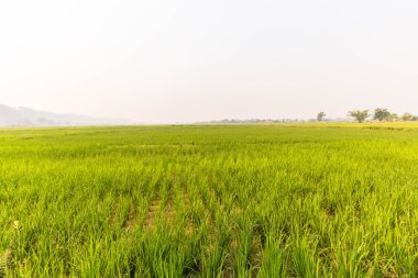 Tayland 'da Paddy Jasmine pirinç çiftliği