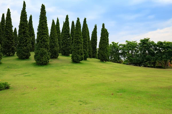 Zelených borovic v zemi. — Stock fotografie