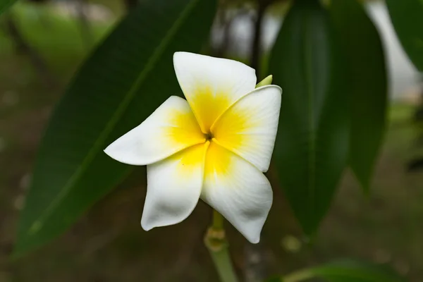 White and yellow plumeria frangipani flowers with leaves — Stock Photo, Image