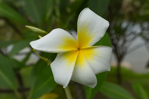 Białe i żółte kwiaty plumeria frangipani z liśćmi — Zdjęcie stockowe