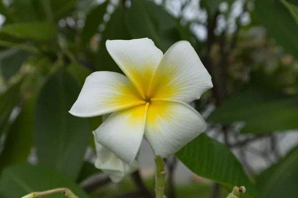 Plumeria frangipani blanco y amarillo flores con hojas — Foto de Stock