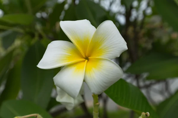 Plumeria frangipani blanco y amarillo flores con hojas — Foto de Stock