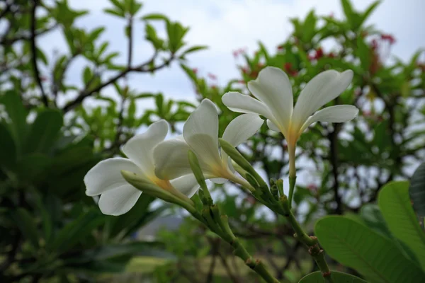 Λευκά και κίτρινα λουλούδια plumeria frangipani με φύλλα — Φωτογραφία Αρχείου