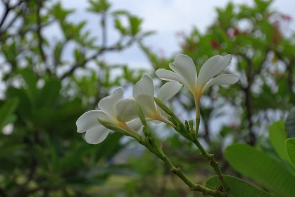 Plumeria frangipani blanco y amarillo flores con hojas —  Fotos de Stock