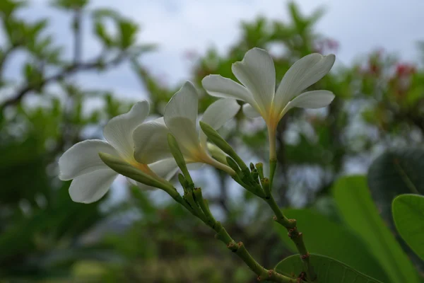 Fehér és sárga plumeria frangipani virágok levelekkel — Stock Fotó