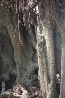 Birbirine dolanmış ağaç kökleri ve doğal orman ortamında dokulu ağaç gövdesinin detaylı bir fotoğrafı. Görüntü, organik desenleri, sert kabuk yüzeylerini, asılı duran hava köklerini ve doğal güzelliği yansıtan toprak tonlarını vurgular.