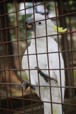 Gagasında yemek tutarken metal bir kafesin arkasına tünemiş beyaz bir kakadunun yakın plan fotoğrafı. Kuşlar parlak tüyler, anlamlı gözler ve detaylı pençeler zorlayıcı bir yaban hayatı ve hayvanat bahçesi temalı bir görüntü yaratır.. 