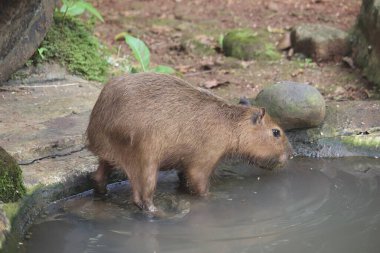 Genç bir Capybara sığ, çamurlu sularda doğal bir hayvanat bahçesi ortamında küçük bir göletten su içerken duruyor. Hayvanlar ıslak kürk ve kısmen batık bacaklar onun yarı su davranışlarını vurguluyor. Etrafında kayalar, yosunlar ve toprak dokular var.