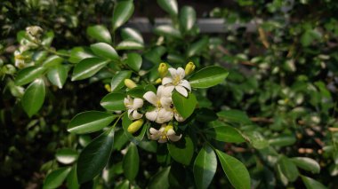 Çiçek açan beyaz turuncu yasemin çiçeklerine (Murraya paniklemesi) doğal güneş ışığında taze yeşil yapraklar ile yakın plan, botanik ve bahçe temalı görseller için mükemmeldir..