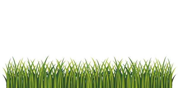 Green grass. Page bottom decoration. Isolated illustration. Vector. Fresh summer grass. — Stock Vector