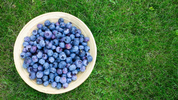 Yeşil Çimen Arkaplan 'daki Taze Yabanmersini Kasesi' nde. Yüksek kalite fotoğraf
