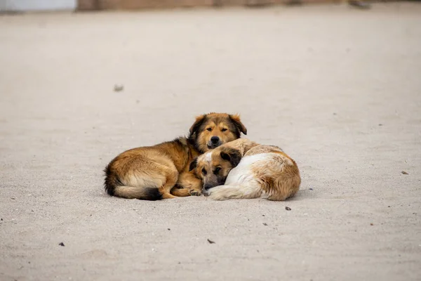 İki kırmızı sokak köpeği kumların üzerinde uzanıyor ve birbirlerinin tadını çıkarıyorlar. Aşk hayvanları. Evsiz hayvanların sorunu..