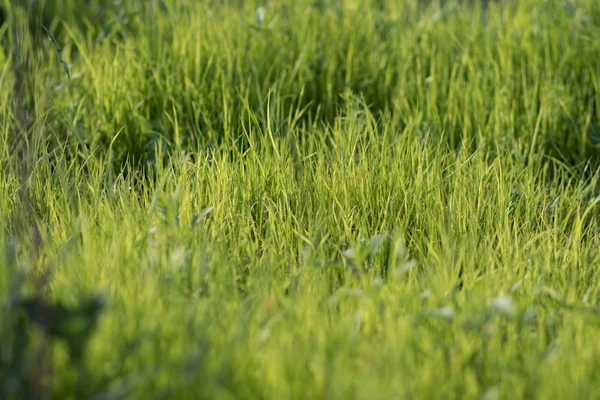 narin, taze yeşil çimen