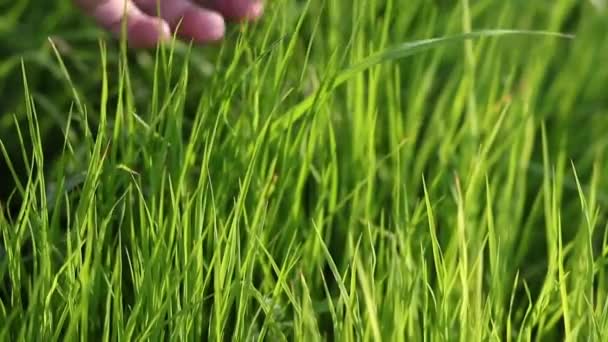 Stroking the grass — Stock Video