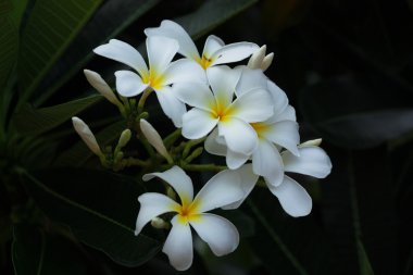 Güzel Plumeria çiçek