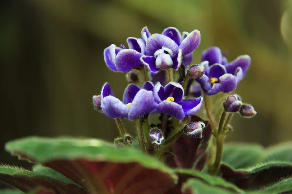 De lila blommorna — Stockfoto