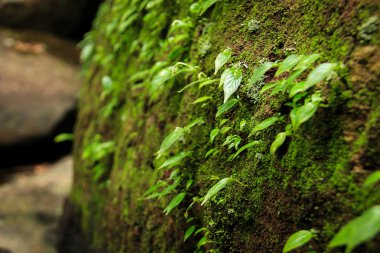 genç bitki büyüyen