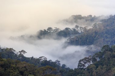 Güzel deniz sis, Tayland Krachan Kaeng Milli Parkı