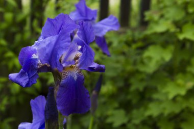 Menekşe iris çiçeği