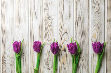 Beyaz bir zemin üzerinde pembe renkli laleler, fotokopi alanı olan düz bir kompozisyonda. Bahar teması, sıcak hava, kutlama.