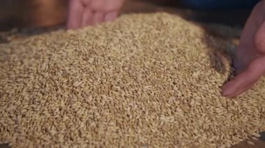Bira için hammaddeleri döv. Erkek eli ve hop, malt. Yerel el yapımı bira. Malting sürecinde kurutulmuş tahıl gevreği. Ellerinden malt dökülüyor..