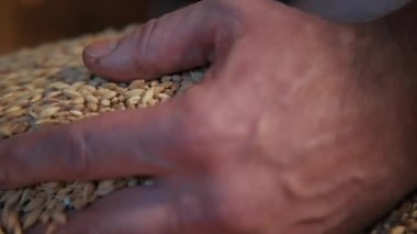 Bira için hammaddeleri döv. Erkek eli ve hop, malt. Yerel el yapımı bira. Malting sürecinde kurutulmuş tahıl gevreği. Ellerinden malt dökülüyor..