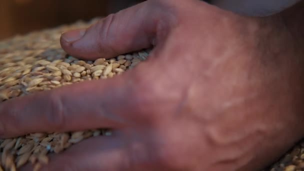 Beat Raw Materials Beer Man Hands Hop Malt Making Local — Stock Video