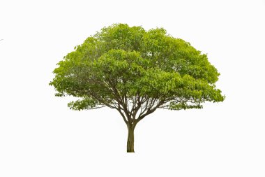 yeşil ağaçlar üzerinde beyaz izole