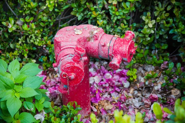 Roter Feuerwehrhydrant steht im Park. — Stockfoto